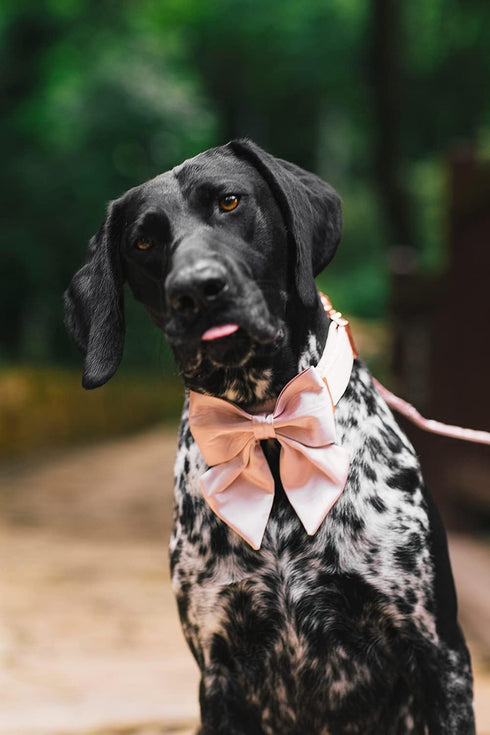 Lionet Paws Bowtie Dog Collar, Comfortable Silk Collar with Detachable Bow Tie for Medium Dogs