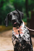 Lionet Paws Bowtie Dog Collar, Comfortable Silk Collar with Detachable Bow Tie for Medium Dogs