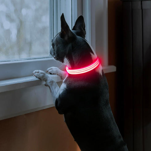 Light Up Dog Collars - Rechargeable Reflective LED Glow Dark for Small Medium Large Dogs, Adjustable Pet Lights for