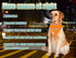 2 Pack Reflective Dog Bandana - Large/Medium/Small, Personalized Neon Color, High Visibility for Night Walking