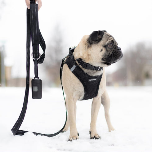 Voyager Reflective Dog Leash with Neoprene Handle, 5ft Long, for Small to Large Breeds, Black