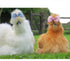 Generic Silkie Hair Bows and Headbands for Chicken - Costume Headwear, Hand Wash Only, Tulle and Elastic, Bright