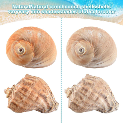 BAIHILIU 6PCS 2.8" 3.9", 1.5" 2.5", Large Hermit Crab Shells, Natural Sea Conch Shell Size - Opening Size - Turbo