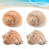 BAIHILIU 6PCS 2.8" 3.9", 1.5" 2.5", Large Hermit Crab Shells, Natural Sea Conch Shell Size - Opening Size - Turbo