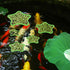 5pcs Star-Shaped Aquarium Floating Plant Rings, Foam Fish Feeding Rings for Fish Tank Duckweed Isolation (Green)