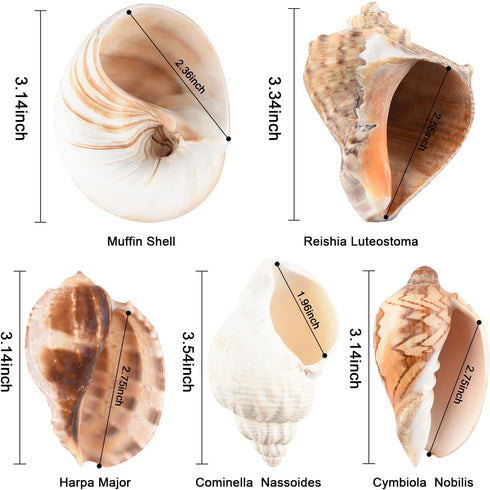 Hermit Crab Shells - Large 6pcs Natural Conch Shells (Size 2.8" - 3.8") for Habitat and Decorations