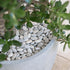 White River Rocks for Plants, 5.5 LB Small Decorative Pebbles, Smooth Aquarium Gravel for Indoor and Outdoor