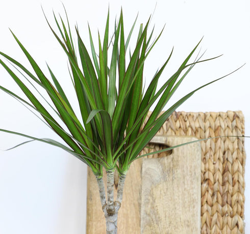 6" Live Dracaena Marginata, Easy House Plant Decor in White Pot, Dragon Tree, Real Office Plants, Decorative Gifts by