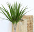 6" Live Dracaena Marginata, Easy House Plant Decor in White Pot, Dragon Tree, Real Office Plants, Decorative Gifts by