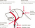 Beaphar Gentle Leader Head Collar for Small Dogs - Stops Pulling on the Lead, Training Aid with Immediate Effect (Red x