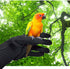 Bird Training Anti-Bite Gloves, Chewing Protective Gloves for Small Animals like Squirrels and Parrots (1 Pair)