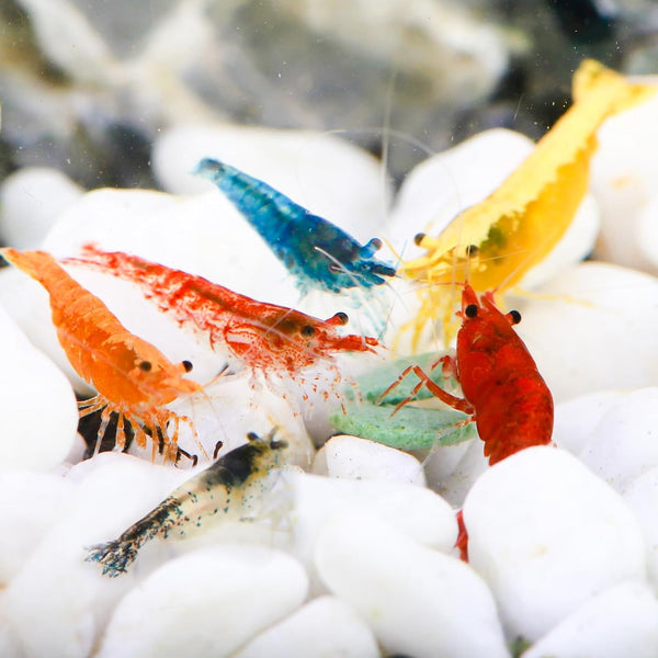Hygger CO2 20+ Mixed Neocaridina Shrimp Assortment - Cherry, Fire Red, Blue Velvet &