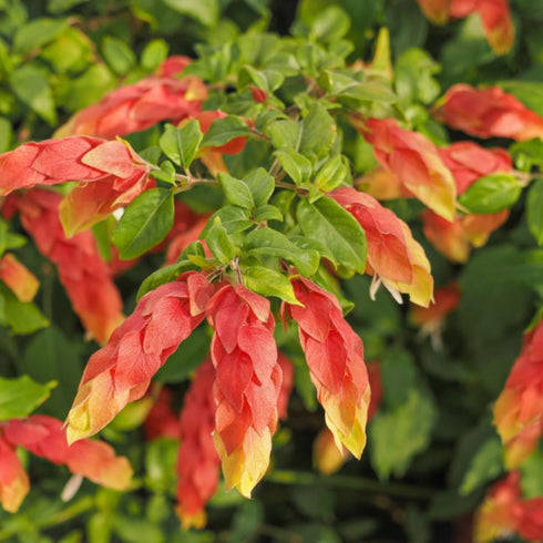2 5 Inches Shrimp Live Plants, Shrimp Plant Live, Justica Brandegeana Plant from Tall Seedling