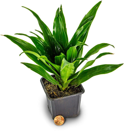 Chameleon Habitat Plant Duo Kit