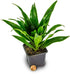 Chameleon Habitat Plant Duo Kit