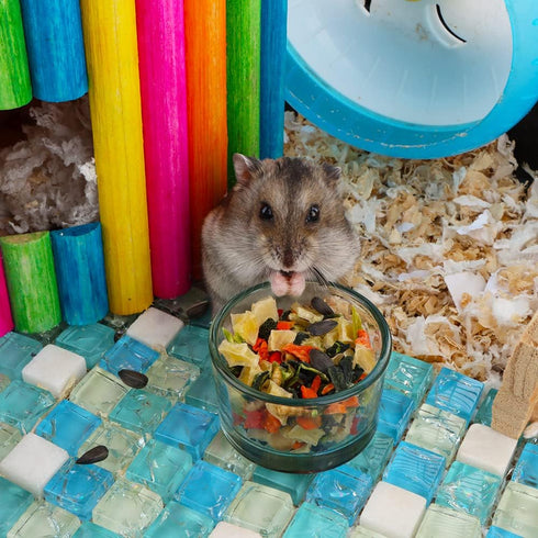 2 Pcs Hamster Food and Water Bowl, Glass Anti-Turning Transparent Dish for Small Pets