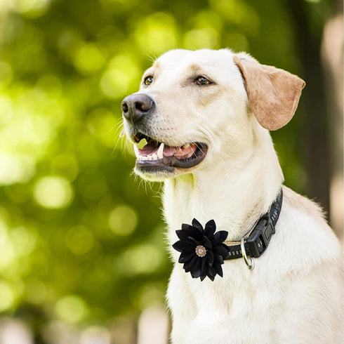 Collar Flowers with Pearl, 20 Pcs Multi-Color Dog Collar Charms for Grooming Accessories for Cats and Dogs