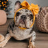 KUDES 2 Pack Pet Cute Bow Headbands Stretchy Bow Headgear Polyester Bow Headdress Handmade Head Cover for Dog Cat Puppy Bathroom Hair Accessories Apparel Party Costume Photo Prop (Light Green+Yellow)