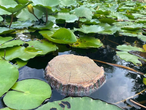 AQUA KT Aquatic Turtle Round Floating Dock, Tortoise Basking Platform with Suction Cup for Reptile Decoration
