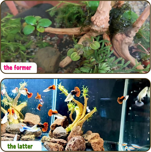 Hamiledyi 6 PCS Natural Spider Wood Driftwood, Assorted Branches for Reptiles and Fish Tank Decoration (6-8 inch)