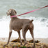 DOGWONG Cotton Dog Collar and Leash, Soft Durable Pink Pet Collar for Small Medium Large Girl Dogs