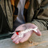 5pcs Operitacx Luminous Multi- Shrimp Lures PVC Fishing Baits Realistic Simulation Shrimp Lures for Freshwater