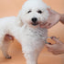 Set, 4CR 5 GEMEK Dog Grooming Scissors Stainless Steel Safety Round Tip Pet Professional Grooming Tool Pieces Kit