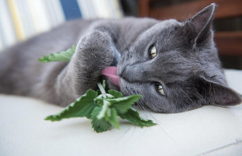 3000+ Count 2026 TomorrowSeeds - Catnip Seeds - - for Planting Nepeta Catwort Garden Vegetable Catnips Catmint Lavender