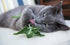 3000+ Count 2026 TomorrowSeeds - Catnip Seeds - - for Planting Nepeta Catwort Garden Vegetable Catnips Catmint Lavender