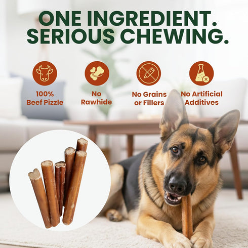 12 Pack 12 Inch 100% Bully Sticks for Dogs Beef Pizzle, Single Ingredient Rawhide-Free Dental Chews, Long Lasting