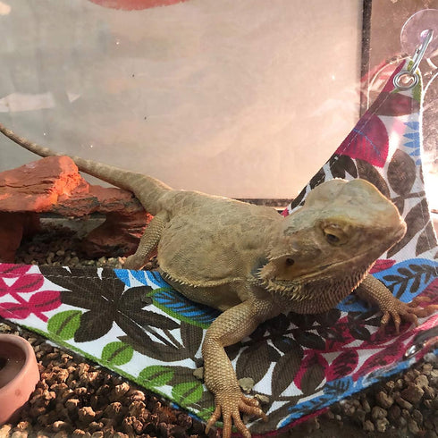 KUDES Bearded Dragon Hammock, Reptile Lizard Lounger Accessories for Large Small Bearded Dragons Geckos Lizards