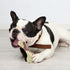 Tikaton Dog Chew Toys for Aggressive Chewers, Peanut Butter Flavor Durable Dog Teething Chew Toys Bones for Large/Medium/Small Puppies