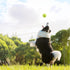 12 Pack Magicorange Tennis Balls, Advanced Training Tennis Balls Practice Balls, Come with Mesh Bag for Easy Transport