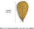 SunGrow 10 Pack Large Hermit Crab Catappa Indian Almond Leaves, 7-9 inches Long