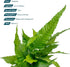 (Bolbitis SubstrateSource Live Plants - El Nio Fern heteroclita) - Midground to Background Epiphytic Rhizome for Low