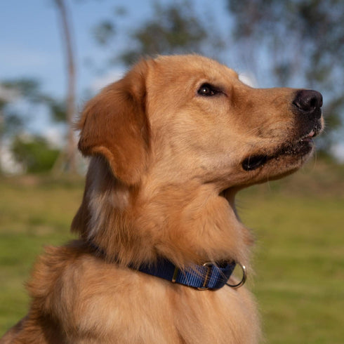 Hyhug Pets Heavy Duty Nylon Anti-escape Martingale Collar - Comfy & Safe for Boy and Girl Dogs (Large, Classic Blue)