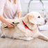 Trimmer, 2000MA FrutPunch Dog Grooming Kit, Cordless Dog Clippers, Electric Shaving, Low Noise Rechargeable Dogs Hair