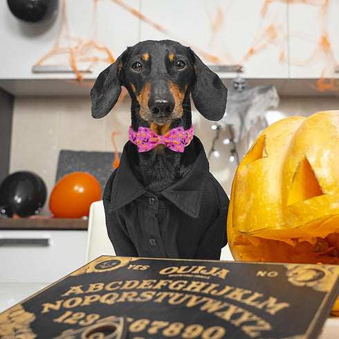 Halloween Boy Dog Collar Bow Tie - Thick Purple Pumpkin Collar with Safety Metal Buckle, Adjustable for Small to Large