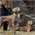 MayPaw 8FT/10FT Dog Tie Out/Check Cord, Heavy Duty Nylon Rope Training Leash for Strong Dogs (3/8 in x 10ft, Blue Black)