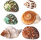 PPCLION Natural Hermit Crab Shells Turbo Sea Conch Shell for Dcor, Size:
