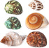 PPCLION Natural Hermit Crab Shells Turbo Sea Conch Shell for Dcor, Size: