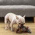 Hollypet Plush Dog Squeaky Toy Stuffed Armadillo, Chew Toys for Small Medium Large Dogs, Gray, 8 in