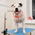 5 Pcs Pet Grooming Loops, Nylon Bathing Tether Straps, Adjustable Fixed Safety Rope for Grooming Table, Vibrant Colors