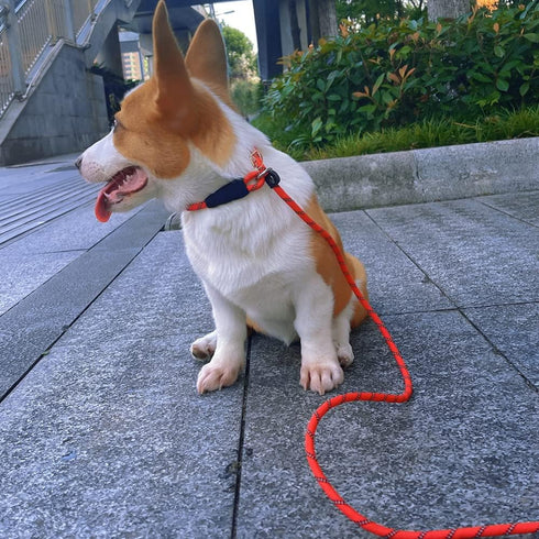 Reflective Long Dog Leash Slip Lead, No-Choking Rope Training Lead for Medium Dogs, Small Puppy Pets, Blue