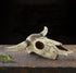Leoyoubei Aquarium Decoration, Small Skull for Fish Tank, Fish Turtle Hidden Cave Landscape Pet Reptile House (Cattle