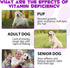 Oimmal 15 1 Immunity, 2 oz in Dog Multivitamin, All-in-One Multi Liquid Multivitamin for Dogs, Dog Vitamins