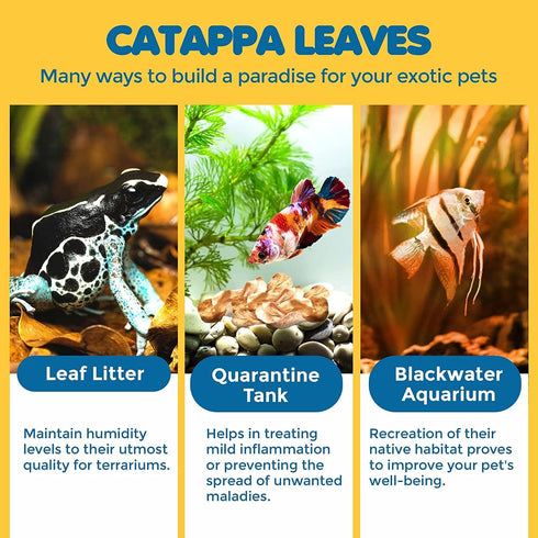 SunGrow 50 Pcs Mini Catappa Indian Almond Leaves for Betta Fish Aquarium, Improves Habitat and Lowers pH