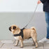 Didog No Pull Dog Harness with Breathable Mesh Padded, Full Reflective & Quick Fit Adjustable Vest for Dogs