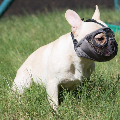 Short Snout Dog Muzzles - Adjustable Breathable Mesh Bulldog Muzzle for Training Grooming, Grey (Large/15-25")