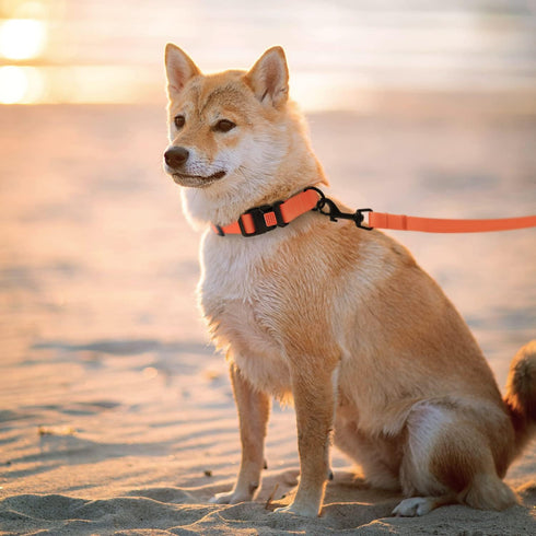 CollarDirect Waterproof Dog Leash for Small Medium Large Dogs, Durable Pet Leashes in Pink, Black, Blue, Orange
